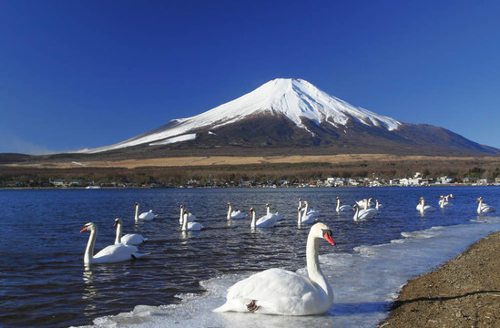 富士山前的天鵝派對