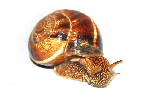 蝸牛