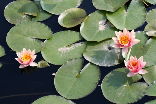 水百合