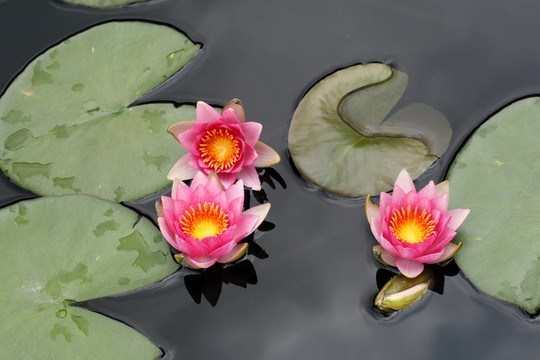水百合