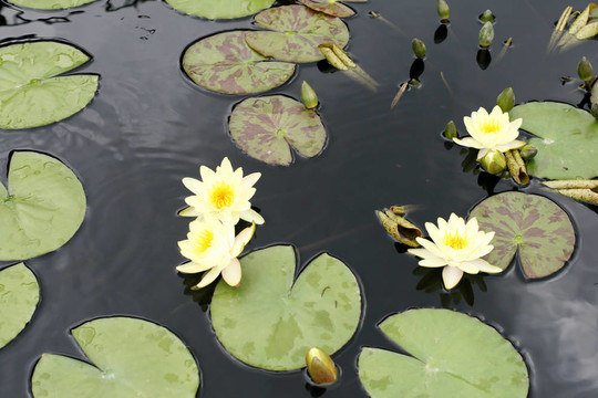 水百合