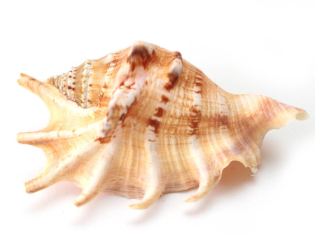海貝殼