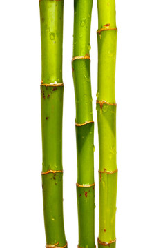 白竹