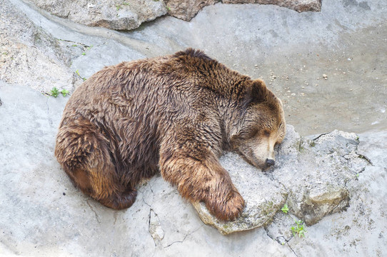 灰熊睡在動物園