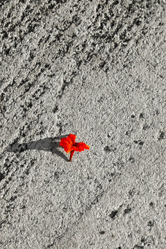 街上的紅花