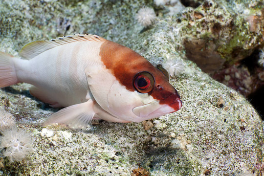 黑邊石斑魚(yú)在紅海。