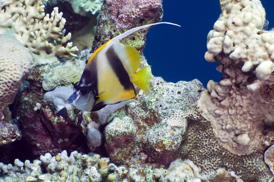 在紅海鰭魚(yú)。