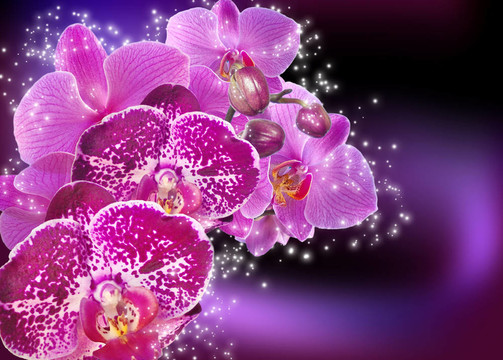 蘭花