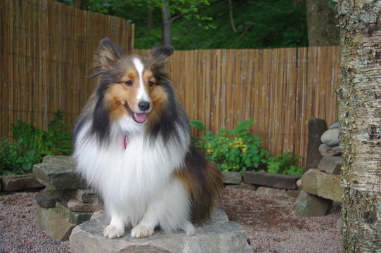 美麗的牧羊犬坐