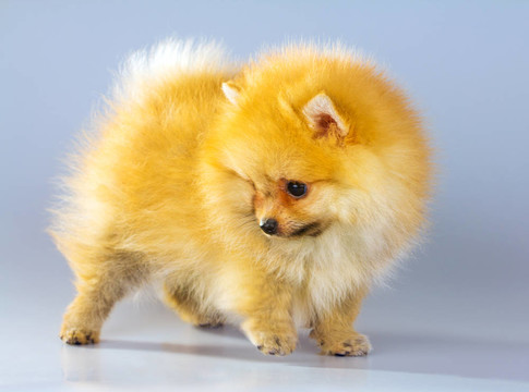 博美犬的小狗