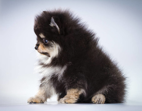 博美犬的小狗