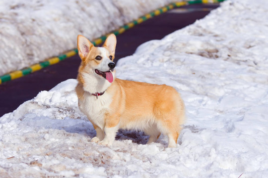 ？embroke威爾士柯基犬