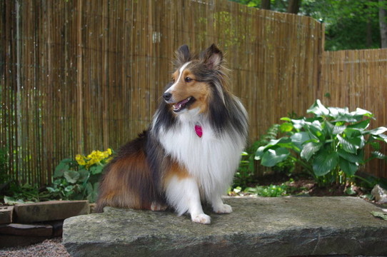 喜樂(lè)蒂牧羊犬坐在Stone Bench