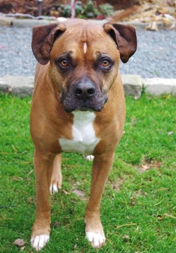 站在Boxer Dog
