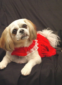 Shih Tzu紅色禮服