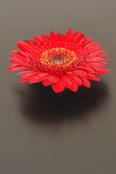 非洲菊