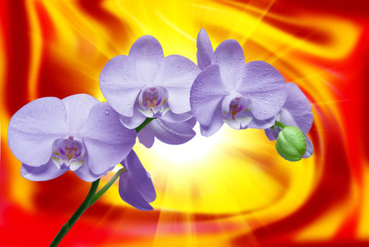 蘭花花的特寫