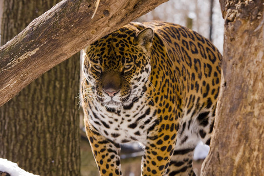 捷豹（Panthera onca）