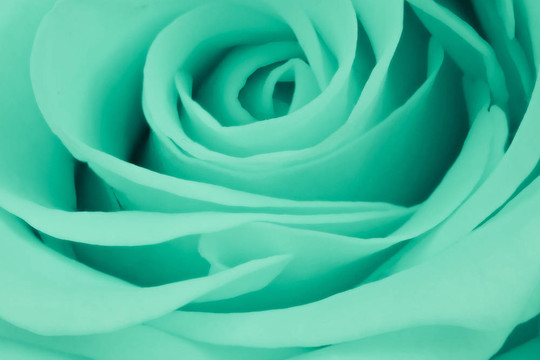 綠薔薇特寫