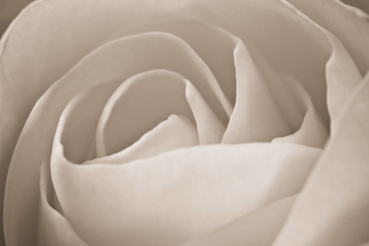 白玫瑰的宏