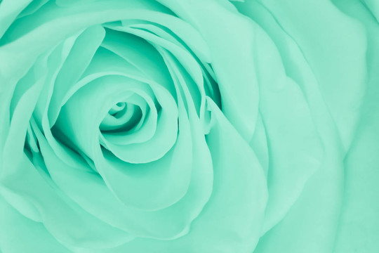 綠薔薇特寫