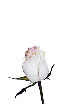 單干玫瑰花