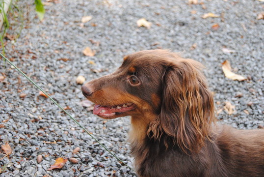 Brown Mini Dachshund簡(jiǎn)介