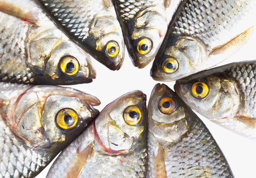 白底孤立魚