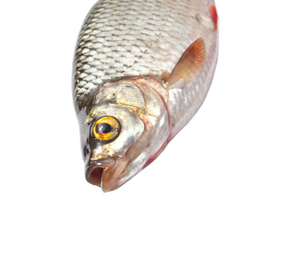白死魚