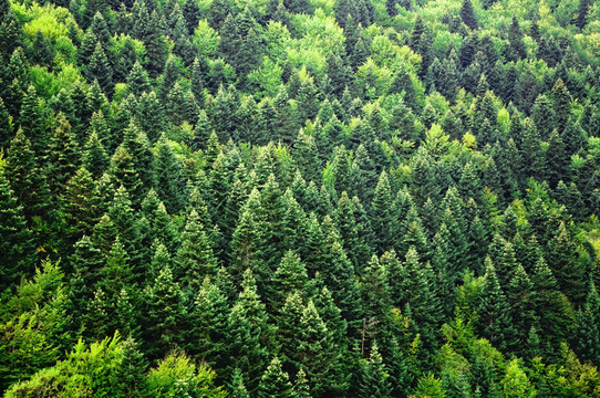 綠色森林背景