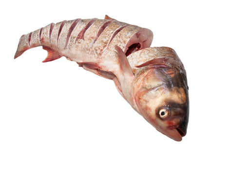 白底鯉魚