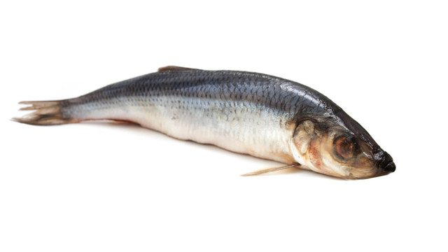 白色背景新鮮鯡魚