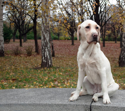 在秋天的公園構(gòu)成的拉布拉多犬