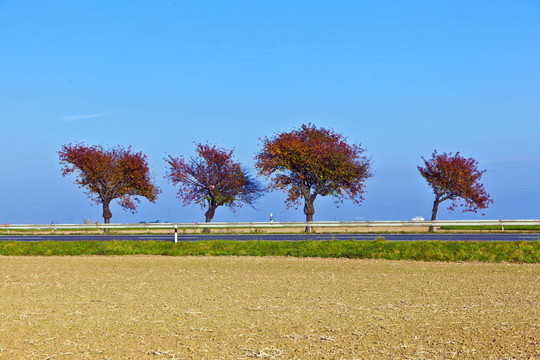 樹木景觀