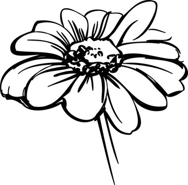 素描像雛菊的野花