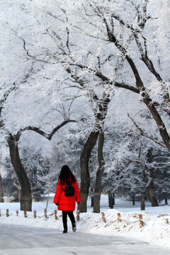 霧凇 冬天 雪景 玉樹瓊枝
