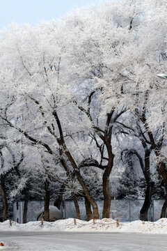 霧凇 冬天 雪景
