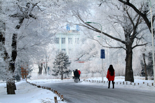 霧凇 冬天 雪景 玉樹瓊枝