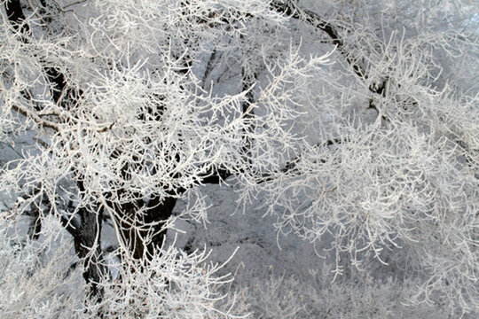 霧凇 冬天 雪景 玉樹瓊枝
