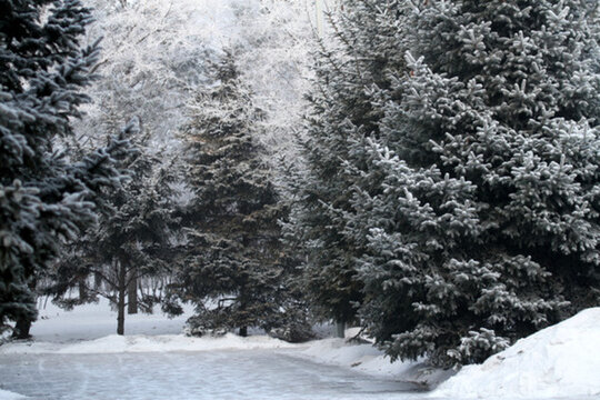 霧凇 冬天 雪景