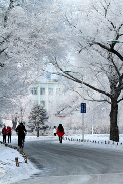 霧凇 冬天 雪景 玉樹瓊枝
