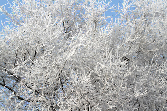 霧凇 冬天 雪景