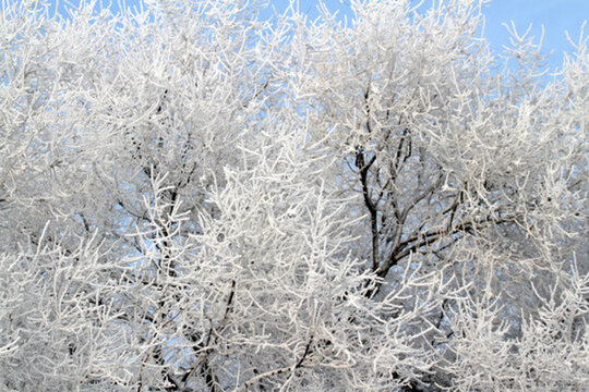 霧凇 冬天 雪景 玉樹瓊枝