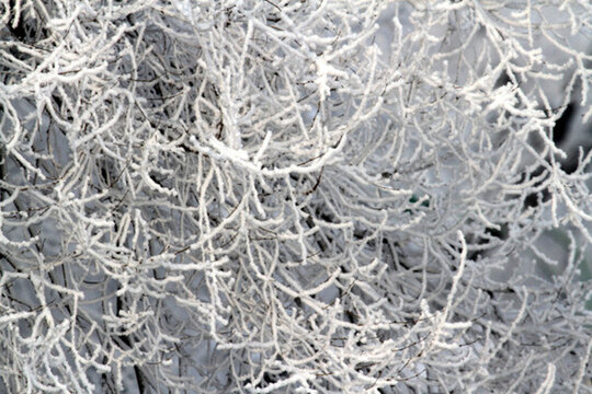 霧凇 冬天 雪景 玉樹瓊枝