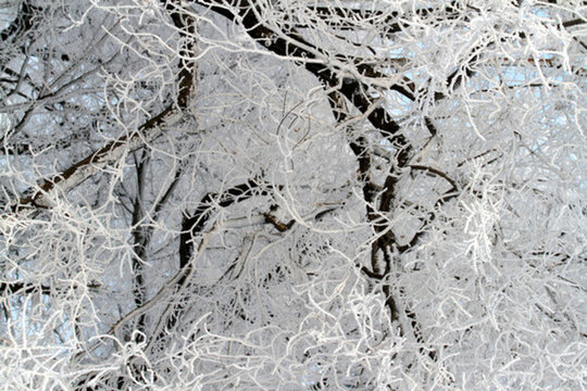 霧凇 冬天 雪景 玉樹瓊枝