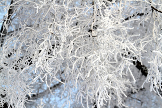 霧凇 冬天 雪景 玉樹瓊枝
