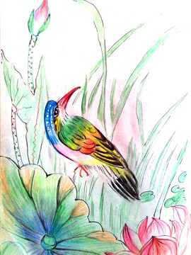 彩鉛畫花鳥