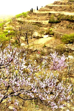 杏花山野