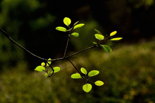 黃櫨新葉
