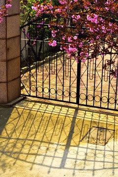 櫻花小院